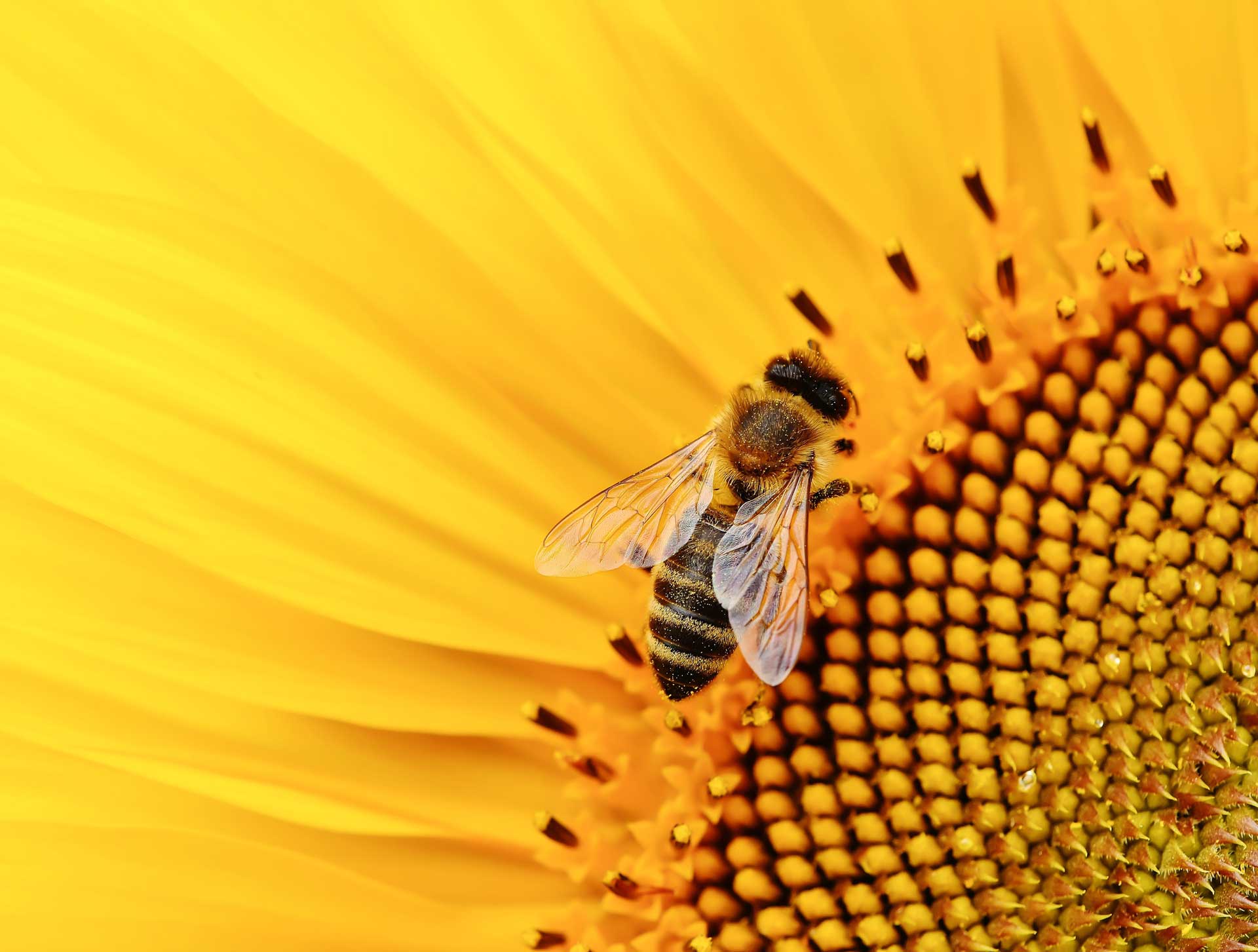 Eine Biene an einer Blüte als Symbol für eine grüne, klimaangepasste Stadt.