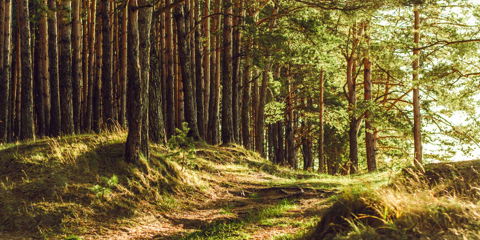 Ein grüner Wald als Symbol für Umweltschutz.