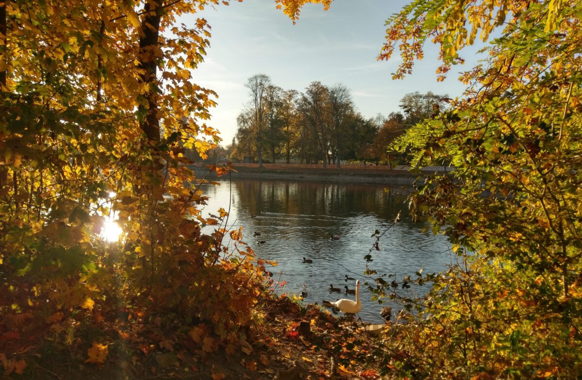 Donau in Abendsonne mit Schwan