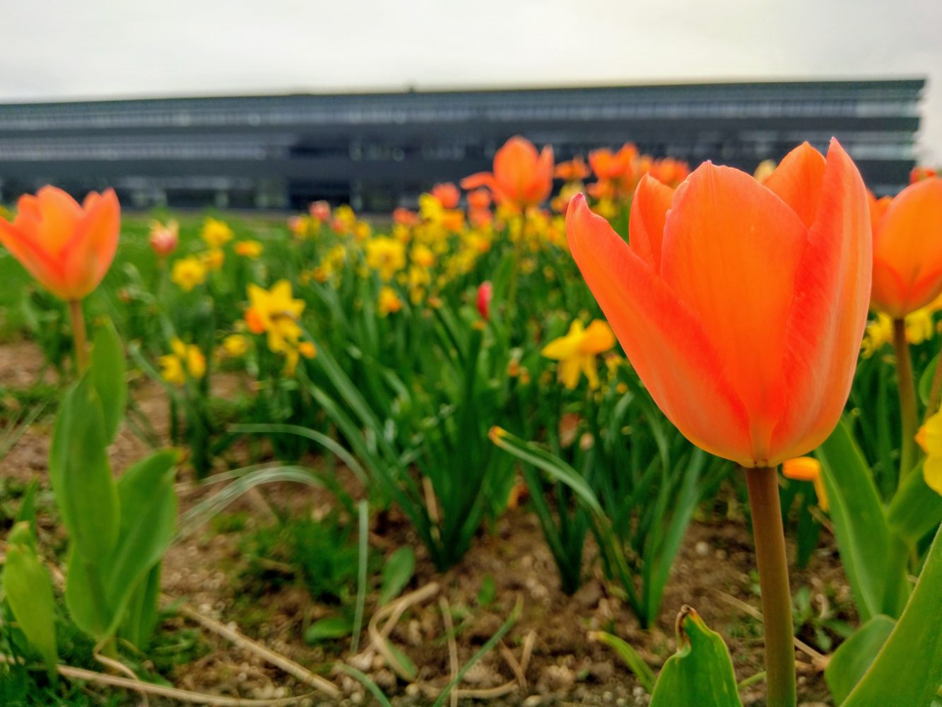 Neu-Ulm Blütenwiese und Hochschule