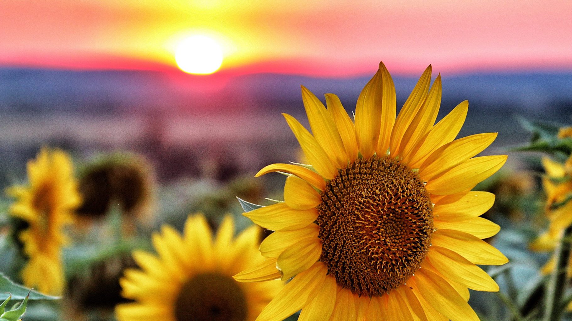 Sonnenblumen