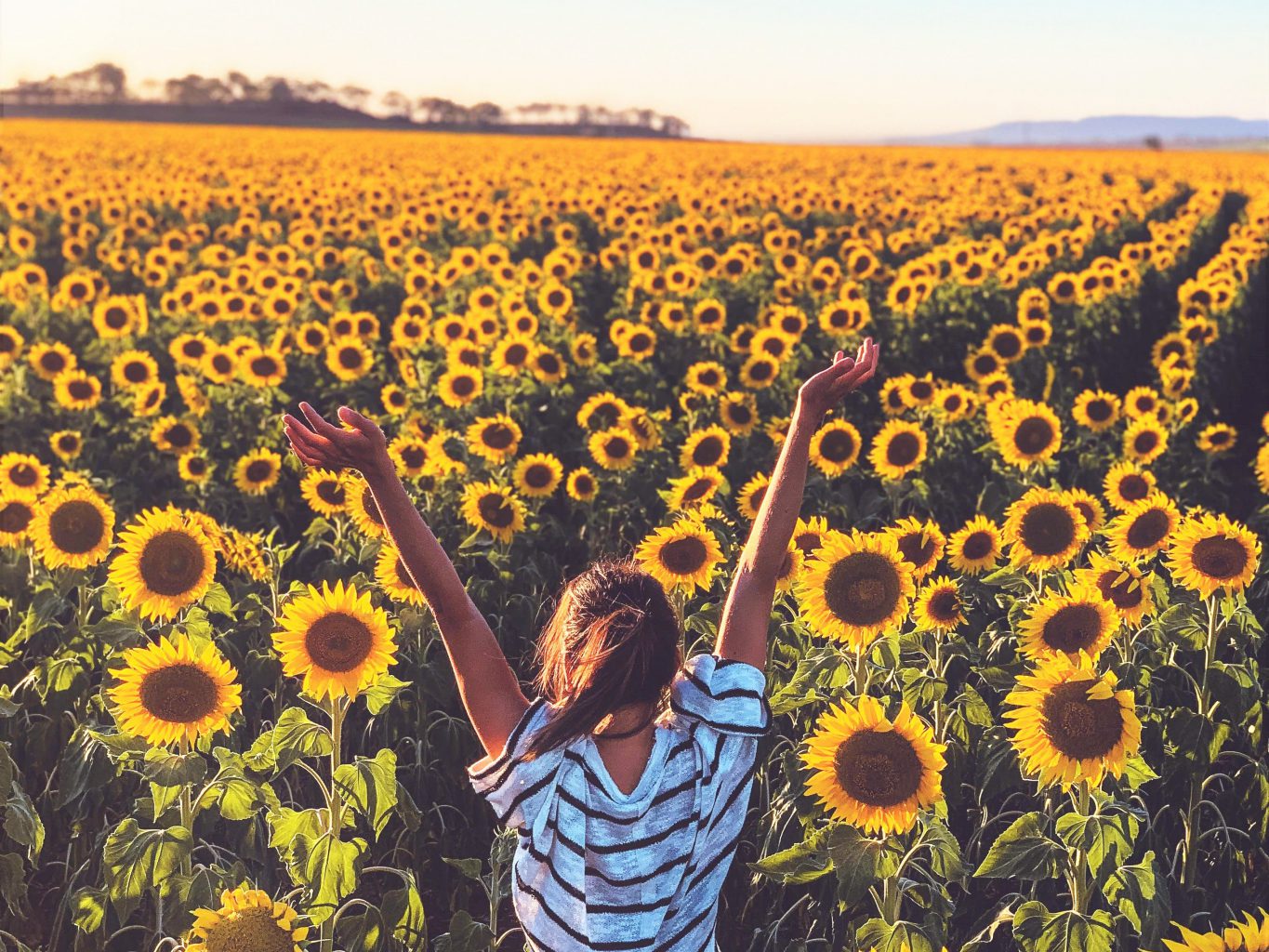 Sonnenblumenpower