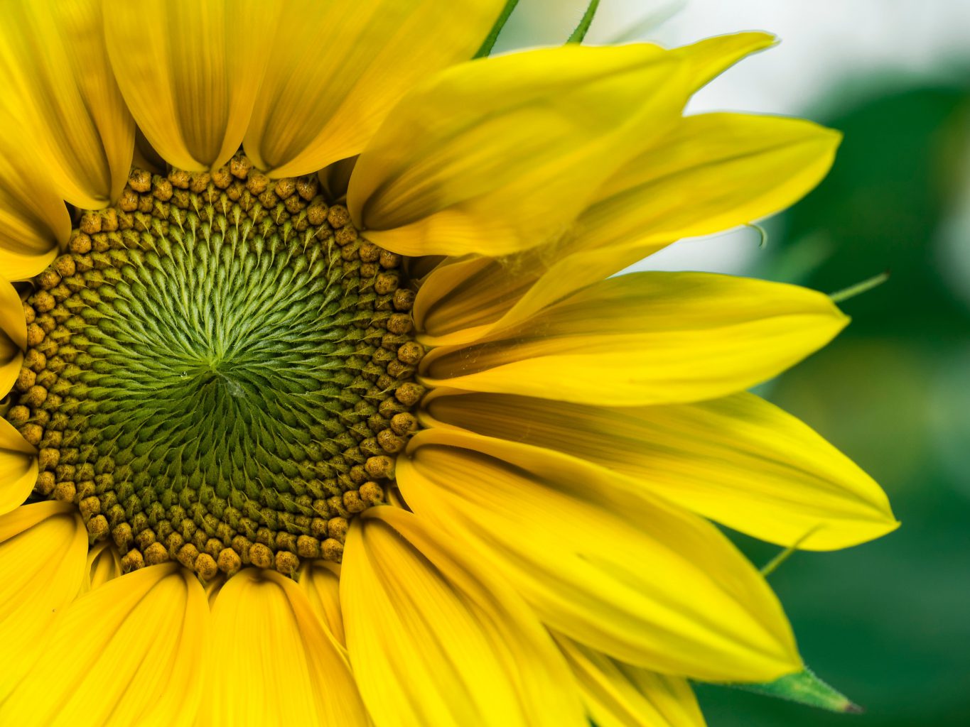 Sonnenblume