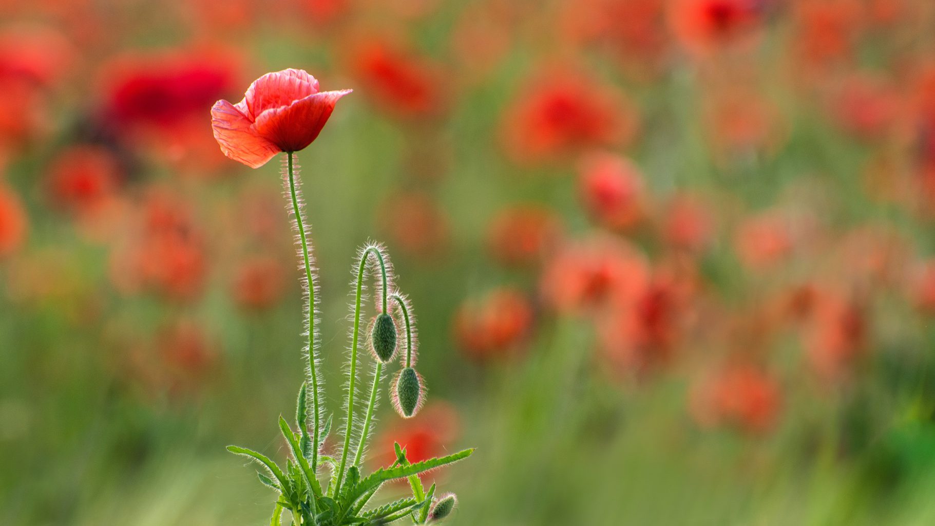 Blumenwiese