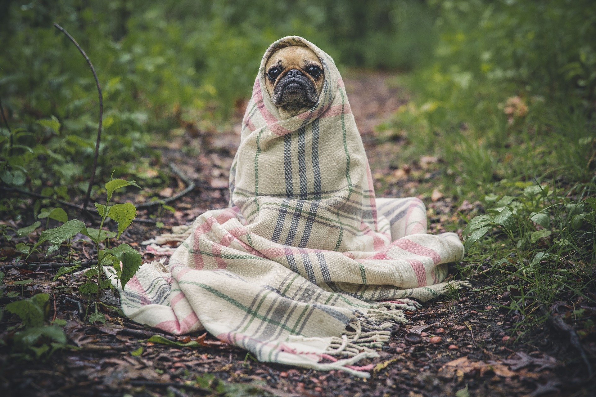 trauriger Hund